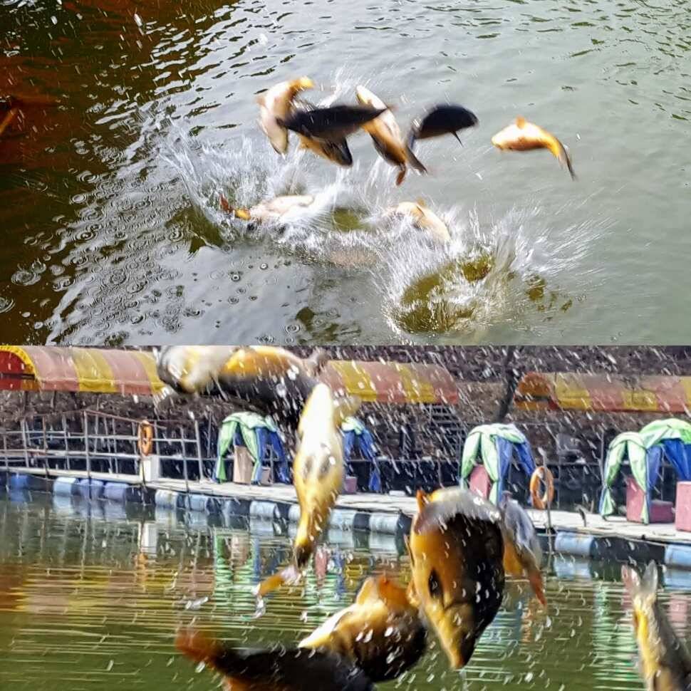 엄선 방류국내산 (유료터정보 - 유료터점주조황)