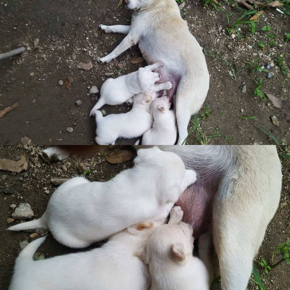 다산왕순산왕 (유료터정보 - 유료터점주조황)