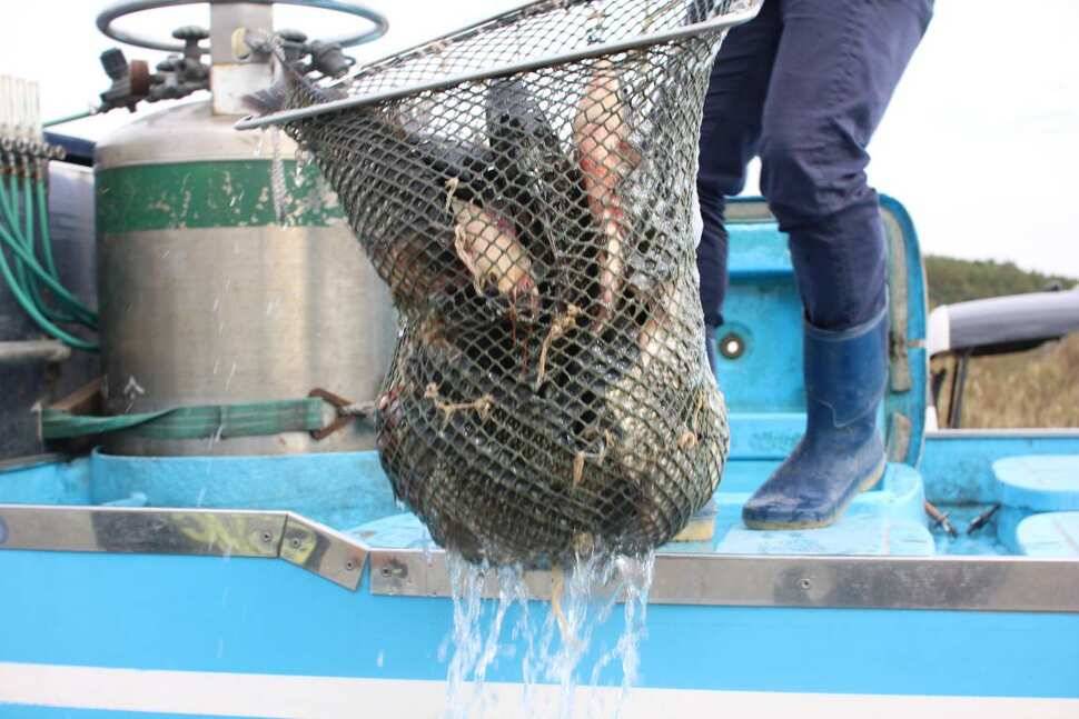 fish_pay_9b202_091837_43465.jpg