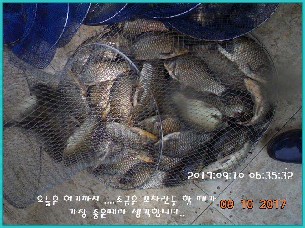 도심속의 작은 쉼터 화성 관리 낚시터입니다지처서 못하겠답니다 (유료터정보 - 유료터점주조황)