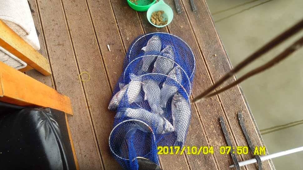 안성시장배전국민물낚시대회 티켓마감임박 10월4일반제지조황 (유료터정보 - 유료터점주조황)