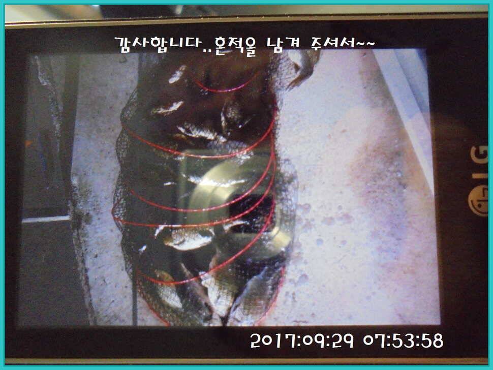 도심속의 작은 쉼터 화성 관리 낚시터입니다행복하고 풍성한 온 가족 화목한 추석 보내셨습니까 (유료터정보 - 유료터점주조황)