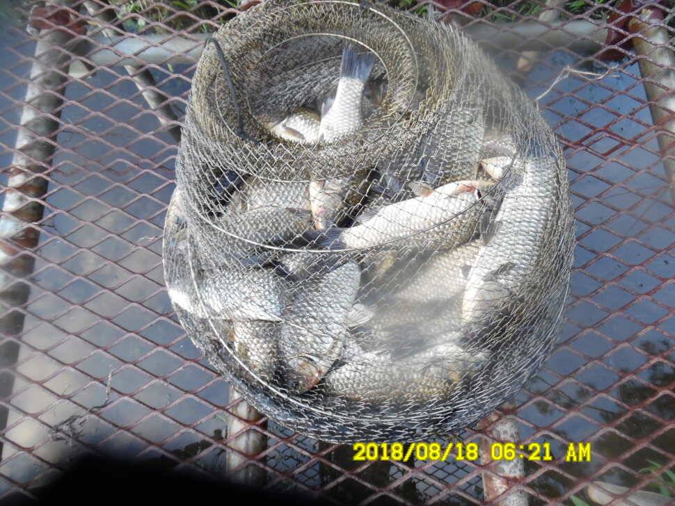 경주 동산낚시터 지난주 조황 (유료터정보 - 유료터점주조황)