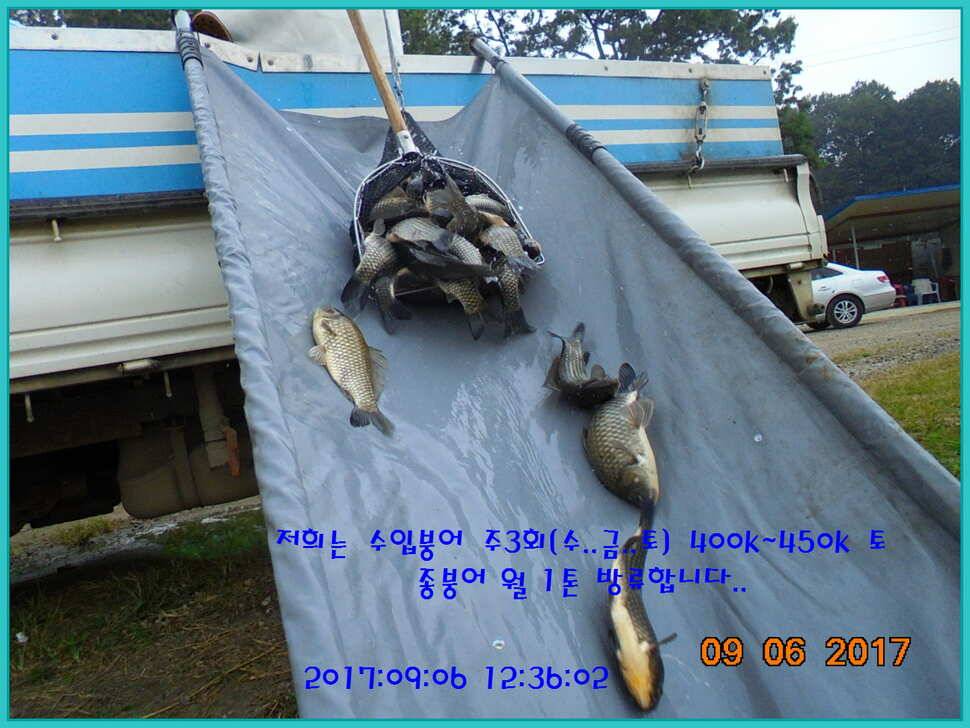 도심속의 작은 쉼터 화성 관리 낚시터입니다생각나는 사람으로 살자 (유료터정보 - 유료터점주조황)