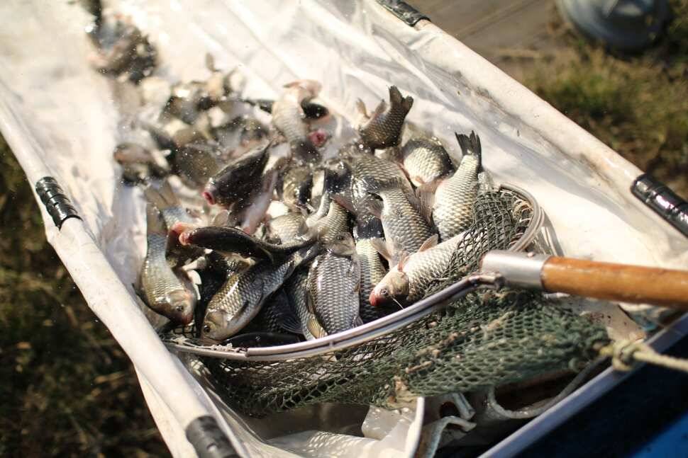 fish_pay_a043a_091710_67541.jpg