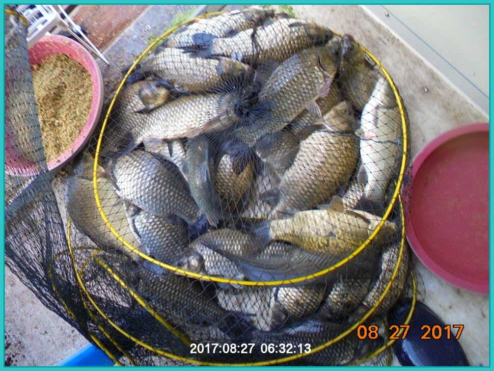 도심속의 작은 쉼터 화성 관리 낚시터입니다예술 한번 하시지요 (유료터정보 - 유료터점주조황)