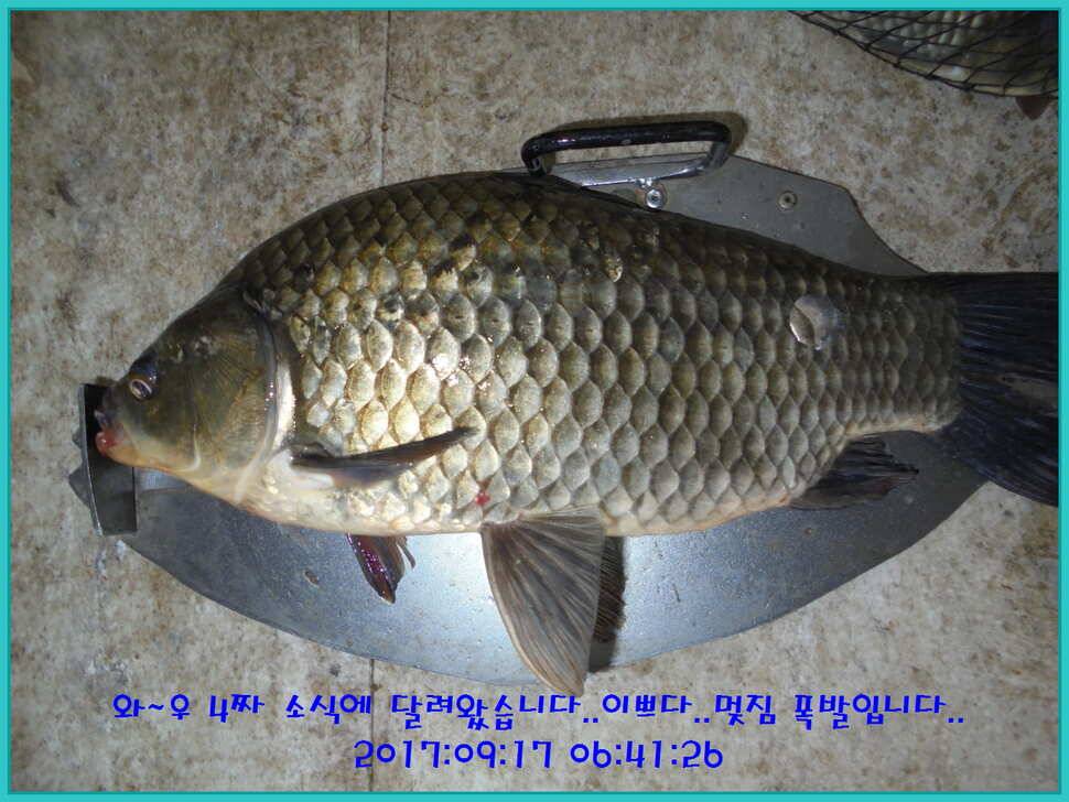 도심속의 작은 쉼터 화성 관리 낚시터입니다 (유료터정보 - 유료터점주조황)