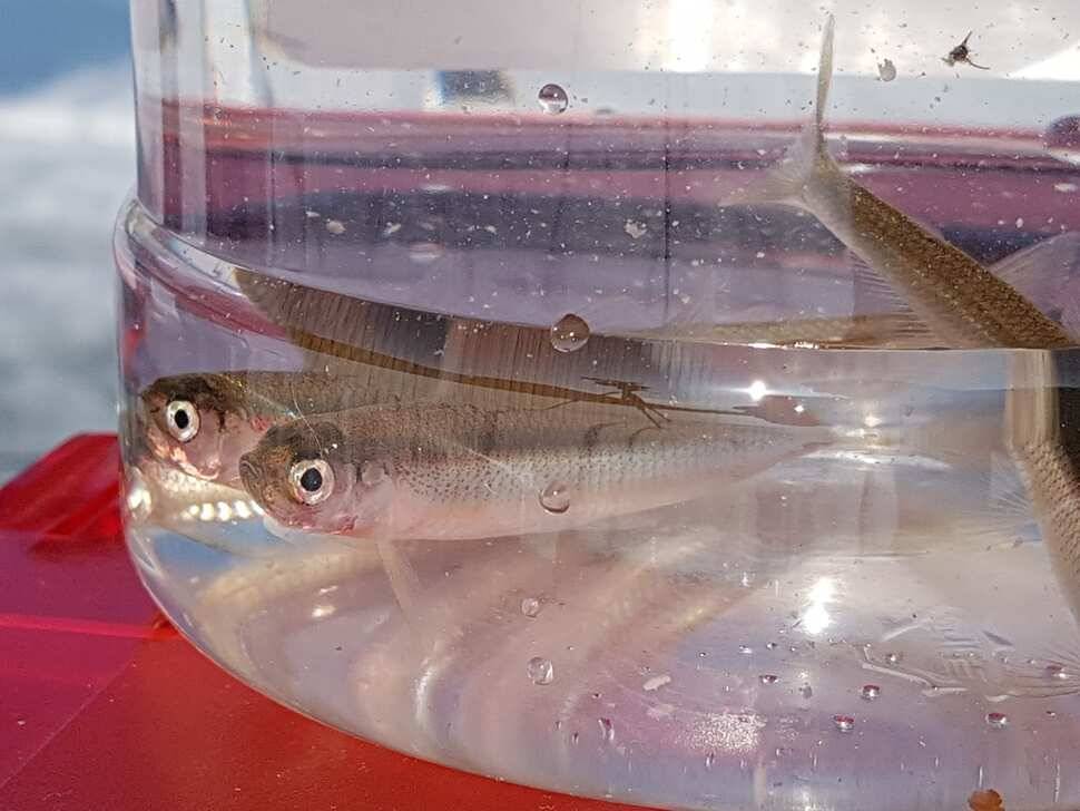 fish_pay_a316d_092822_60776.jpg