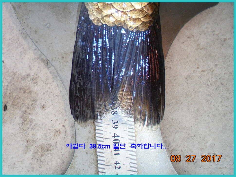 도심속의 작은 쉼터 화성 관리 낚시터입니다예술 한번 하시지요 (유료터정보 - 유료터점주조황)