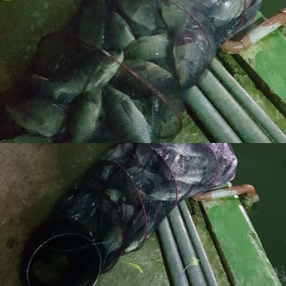 감칠맛 (유료터정보 - 유료터점주조황)