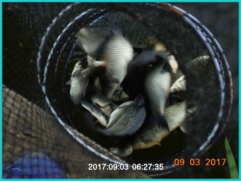 도심속의 작은 쉼터 화성 관리 낚시터 입니다 (유료터정보 - 유료터점주조황)
