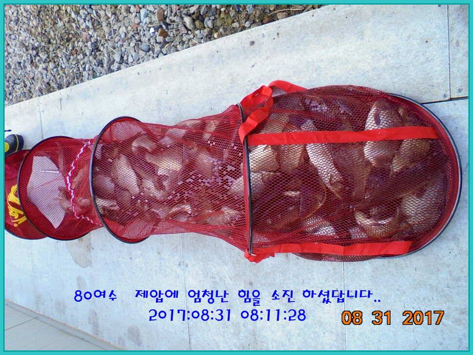 도심속의 작은 쉼터 화성 관리 낚시터입니다 (유료터정보 - 유료터점주조황)