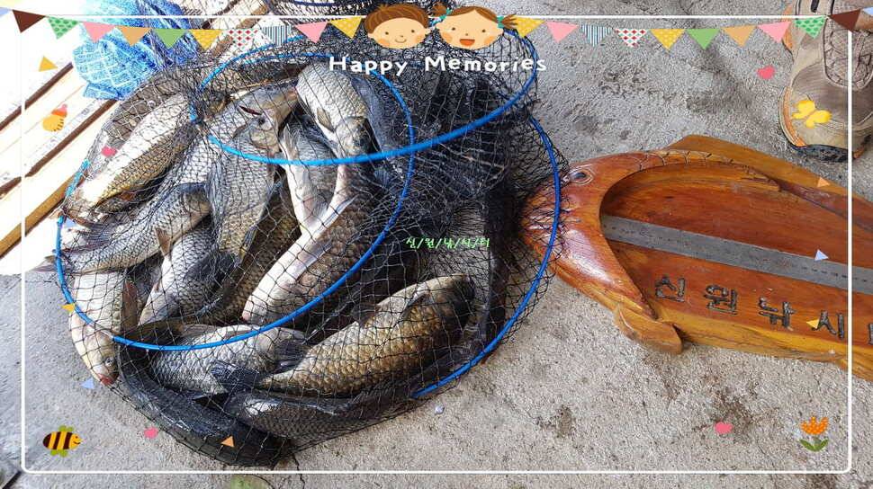 신원낚시터8월마지막주 조황소식과 방류동영상 입니다 (유료터정보 - 유료터점주조황)