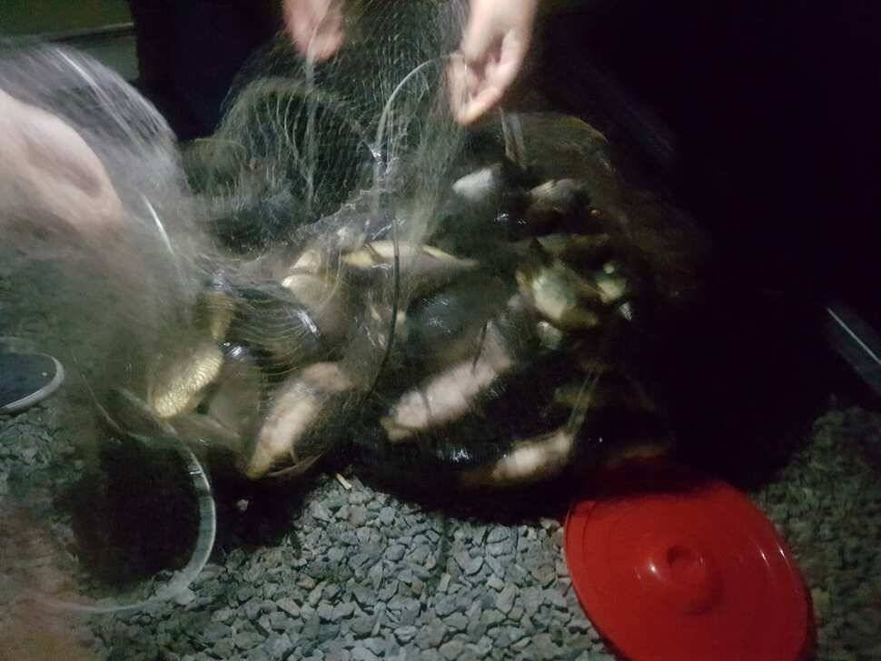 안성 거청낚시터 붕어조황 3 월 15 일 (유료터정보 - 유료터점주조황)