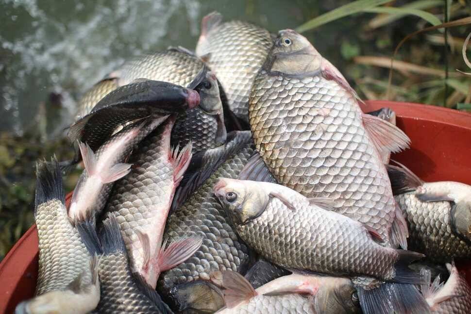 fish_pay_a7b43_091856_59945.jpg