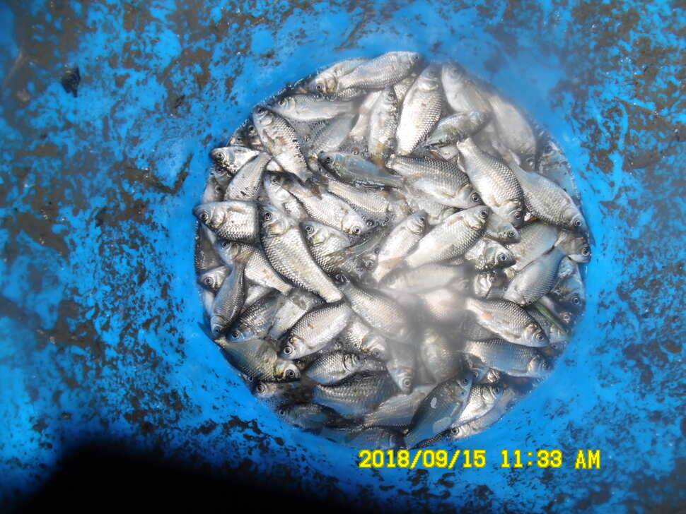 경주 동산낚시터 지난주 조황 (유료터정보 - 유료터점주조황)