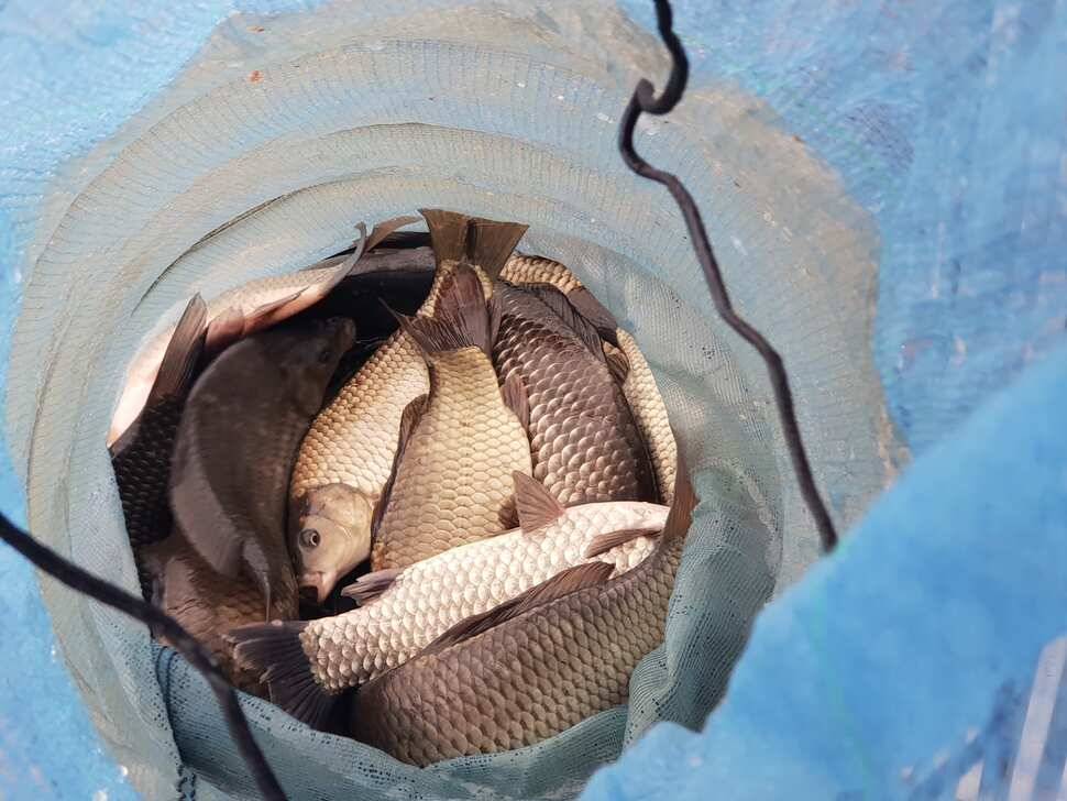 거청낚시터 1월 12 일 붕어조황 (유료터정보 - 유료터점주조황)