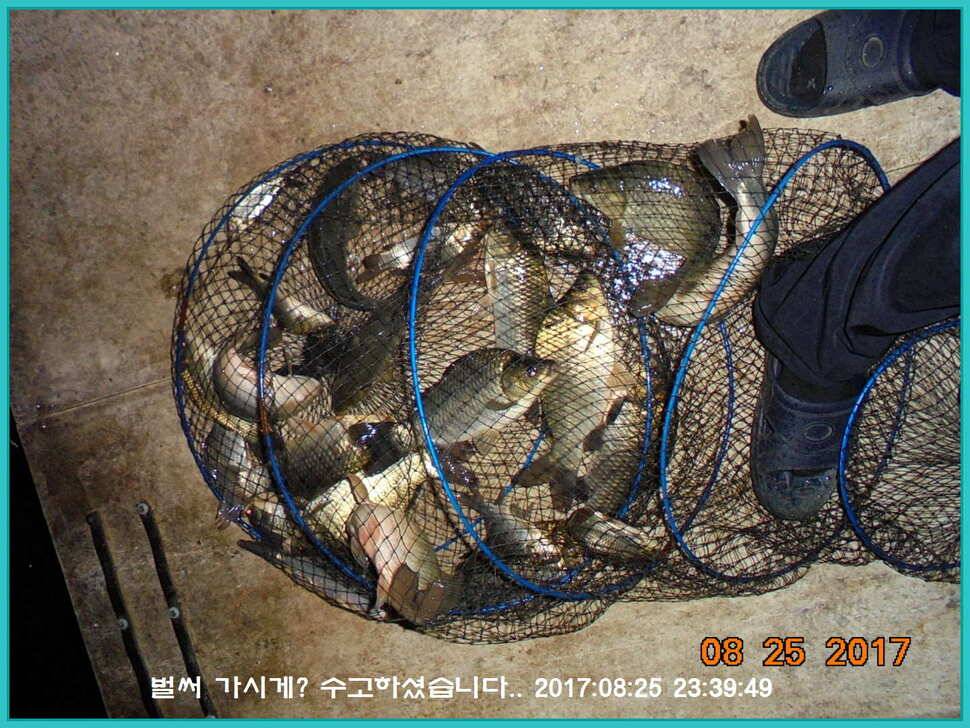 도심속의 작은 쉼터 화성 관리 낚시터입니다8월도 하루 남았습니다 (유료터정보 - 유료터점주조황)