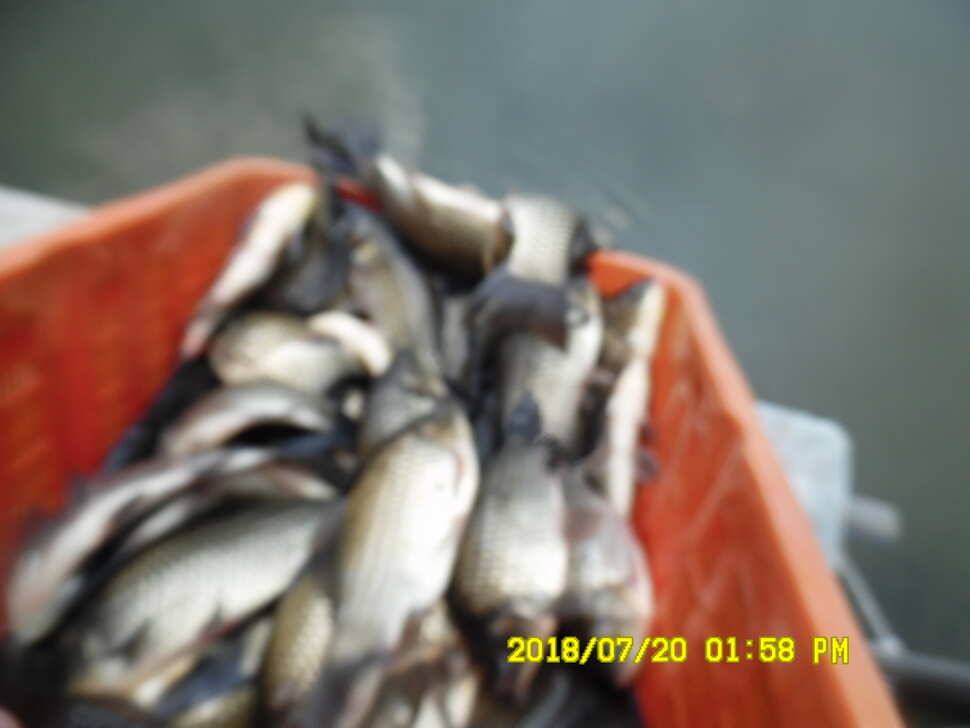 경주 동산낚시터 지난주 조황 (유료터정보 - 유료터점주조황)