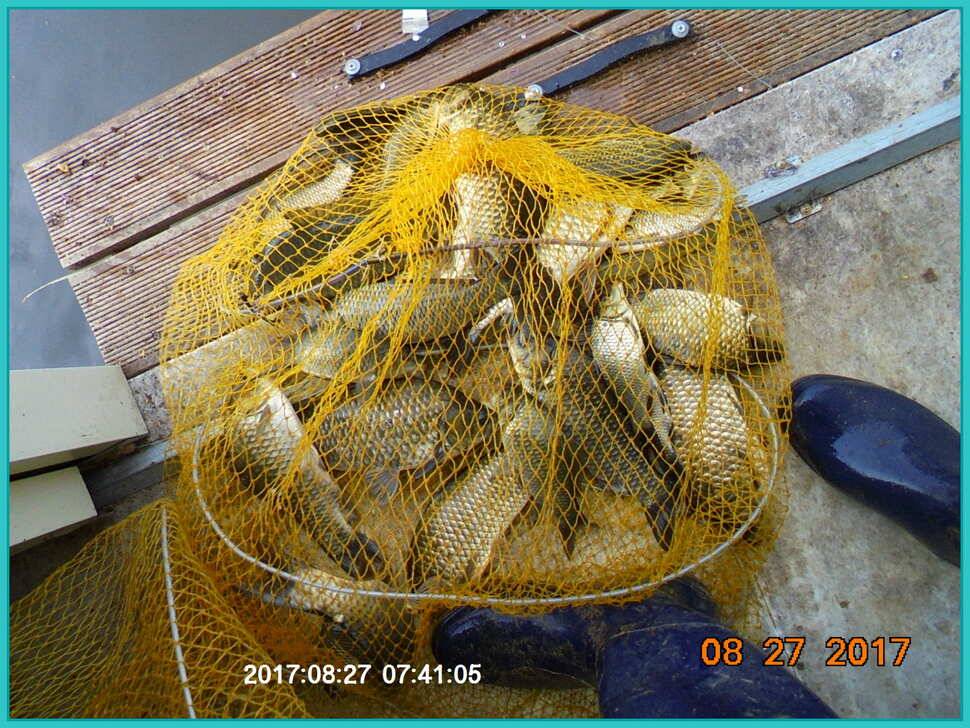 도심속의 작은 쉼터 화성 관리 낚시터입니다예술 한번 하시지요 (유료터정보 - 유료터점주조황)