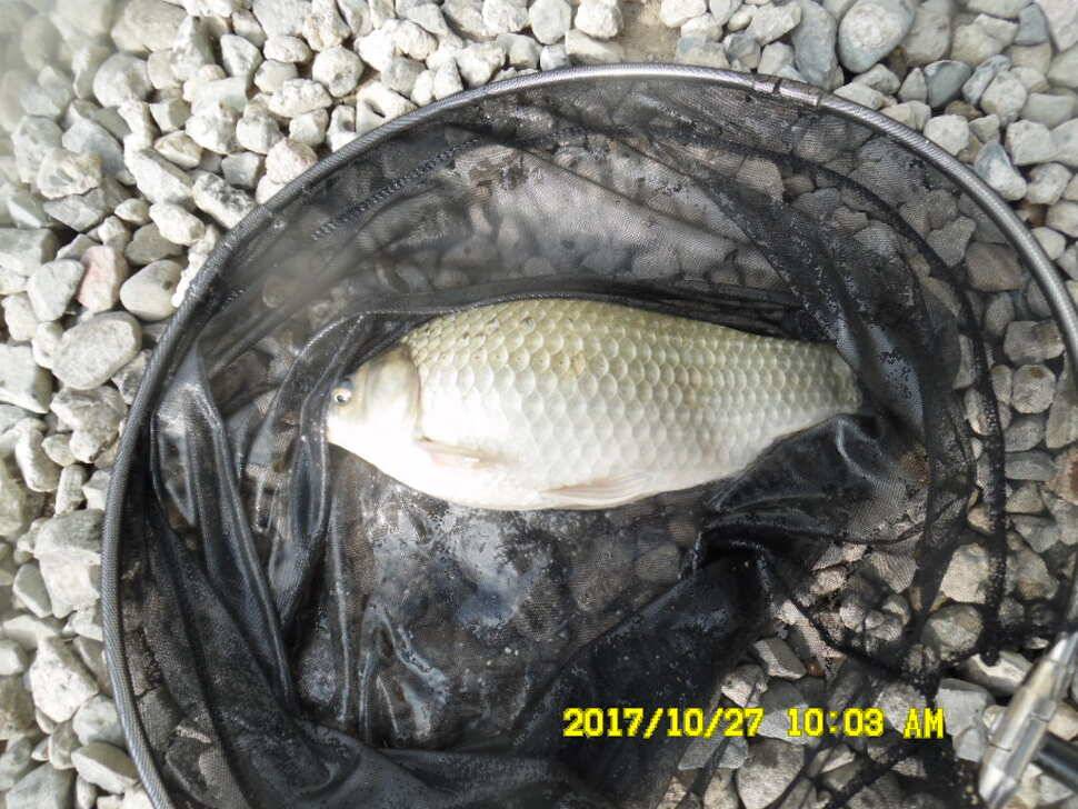 경주 동산낚시터 의 꾸준한 조황 (유료터정보 - 유료터점주조황)