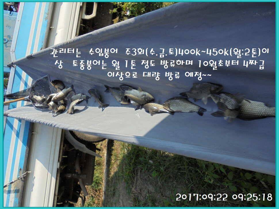 도심속의 작은 쉼터 화성 관리 낚시터입니다하루 하루가 즐겁습니다 (유료터정보 - 유료터점주조황)