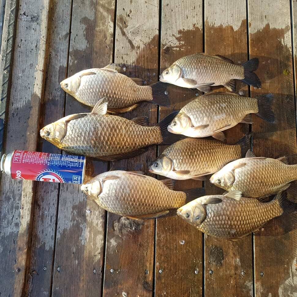 fish_pay_ae498_014035_17757.jpg