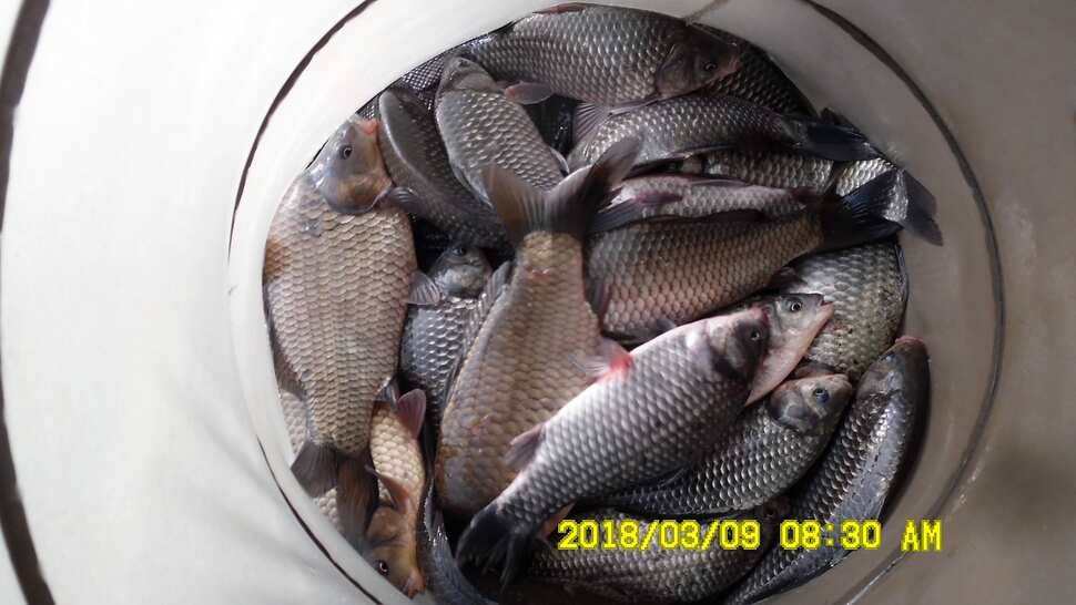 지금 반제지는 붕어마리수조황 3월9일 아침조황 (유료터정보 - 유료터점주조황)