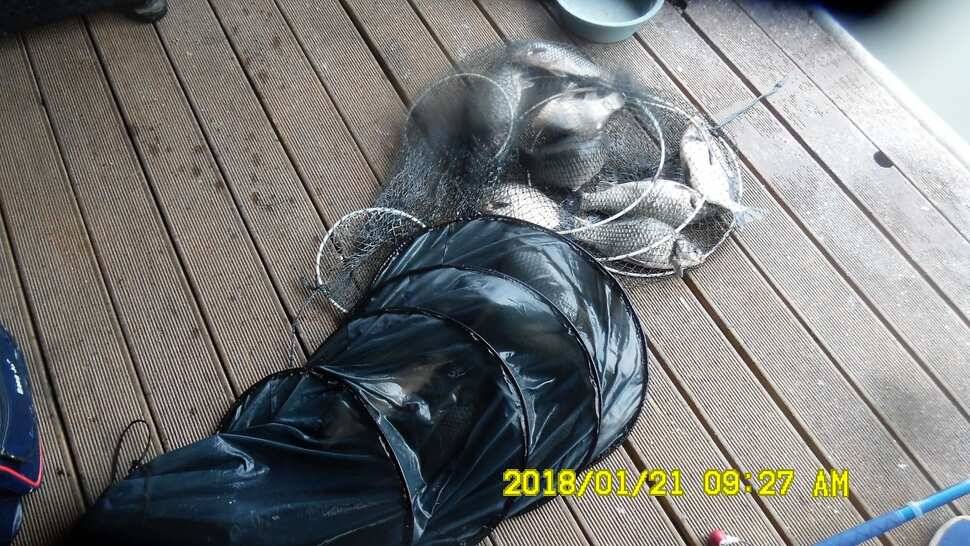 반제지4짜월척과 붕어마리수조황 (유료터정보 - 유료터점주조황)