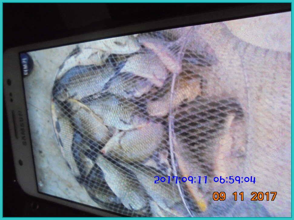 도심속의 작은 쉼터 화성 관리 낚시터입니다열정속으로 (유료터정보 - 유료터점주조황)