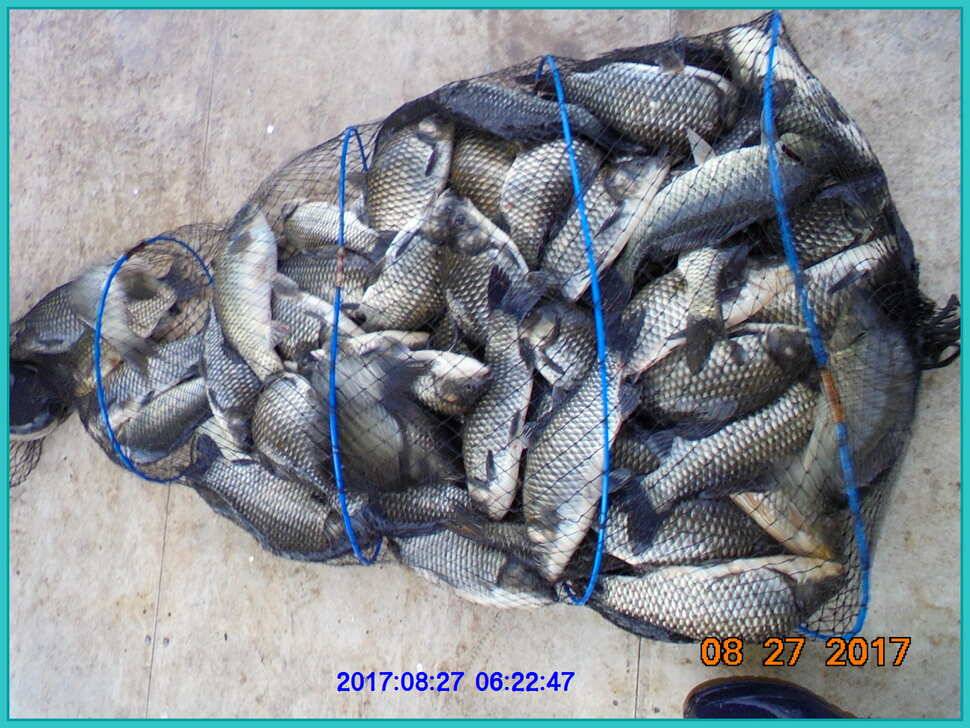 도심속의 작은 쉼터 화성 관리 낚시터입니다예술 한번 하시지요 (유료터정보 - 유료터점주조황)