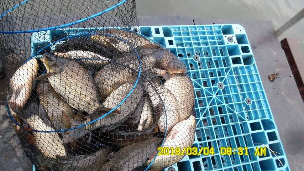 반제지 조황정보입니다 (유료터정보 - 유료터점주조황)