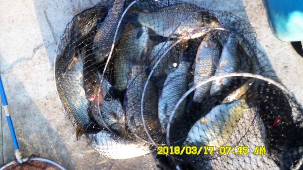 반제지 조황 (유료터정보 - 유료터점주조황)