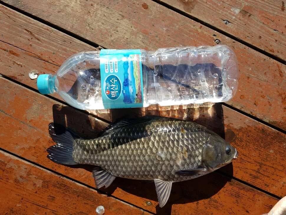 fish_pay_b2db1_021115_49318.jpg