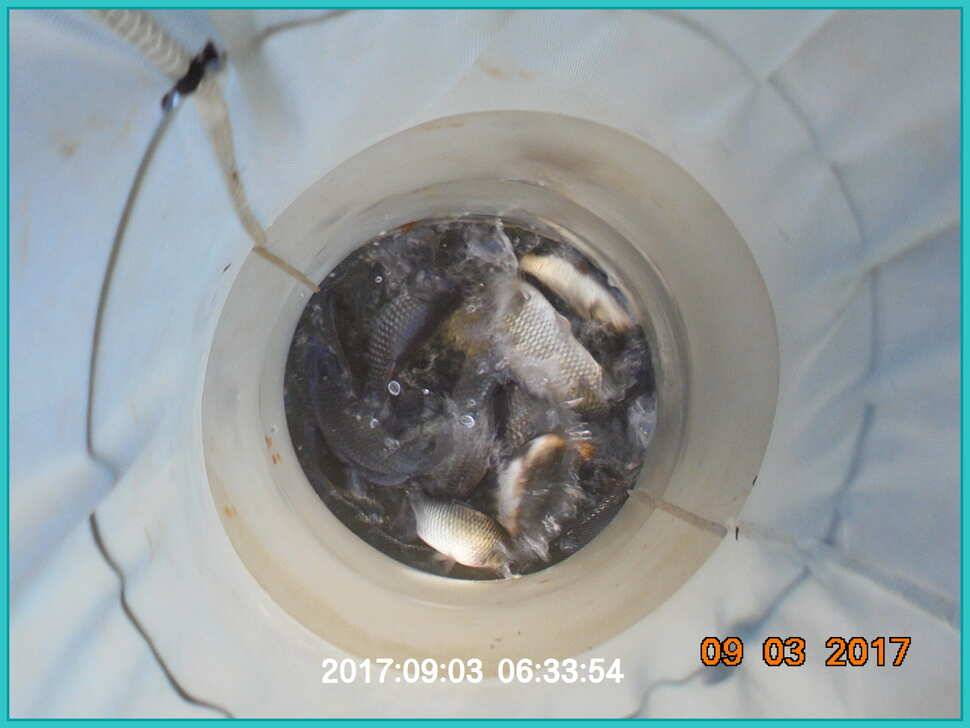 도심속의 작은 쉼터 화성 관리 낚시터 입니다 (유료터정보 - 유료터점주조황)