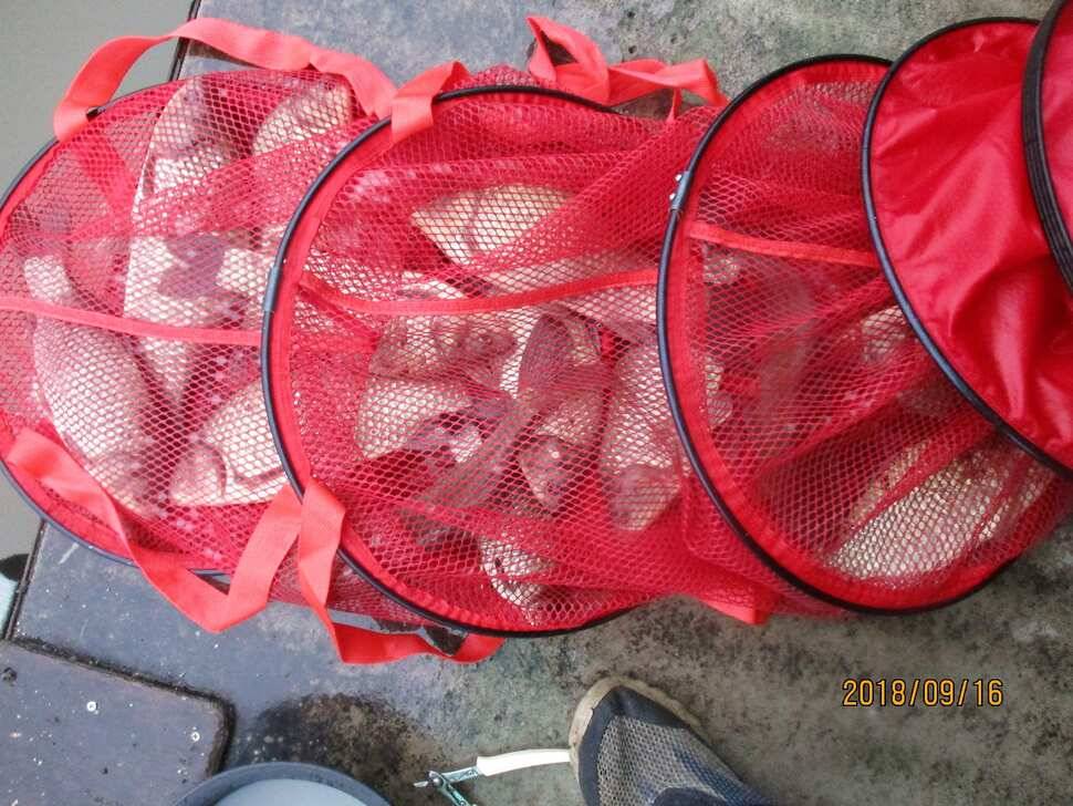 반제지 조황정보입니다 (유료터정보 - 유료터점주조황)