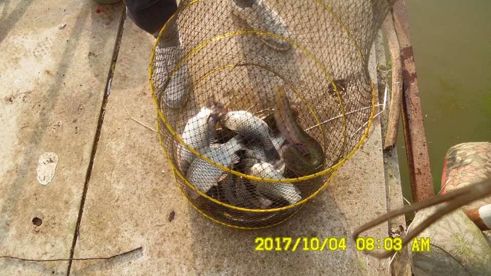 안성시장배전국민물낚시대회 티켓마감임박 10월4일반제지조황 (유료터정보 - 유료터점주조황)