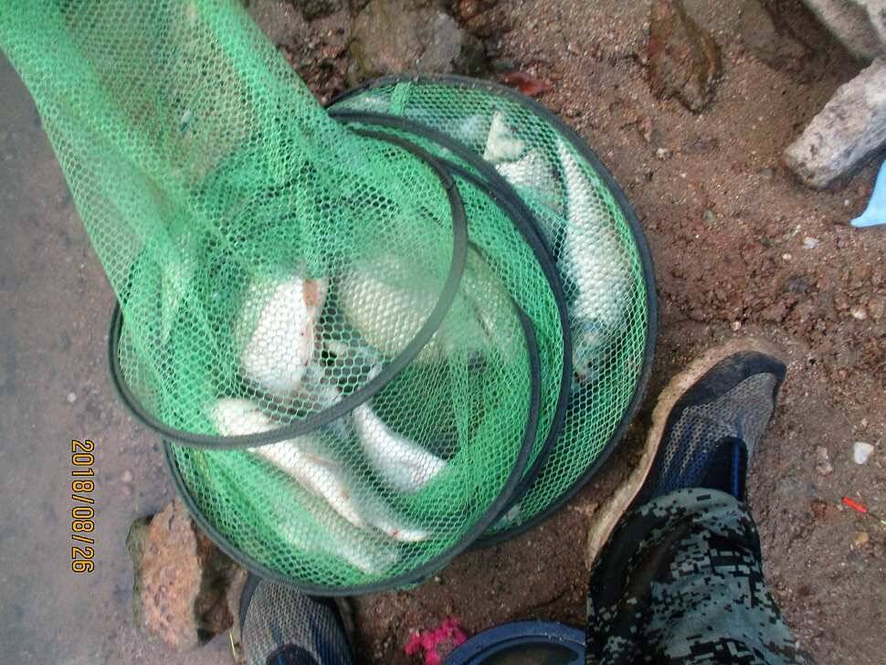 반제지 조황정보입니다 (유료터정보 - 유료터점주조황)