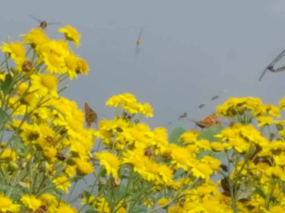 안성죽산장계지조항전경입니다 (유료터정보 - 유료터점주조황)