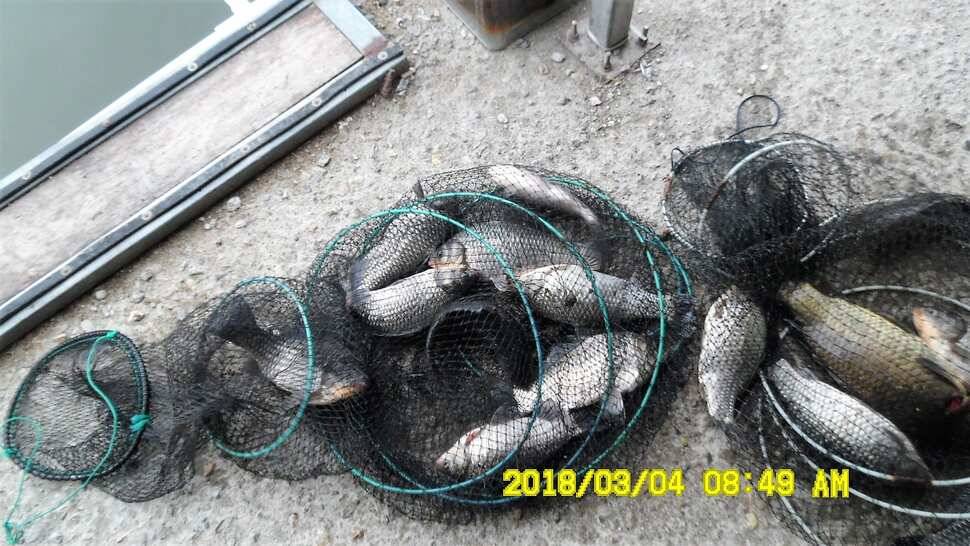 반제지 조황정보입니다 (유료터정보 - 유료터점주조황)