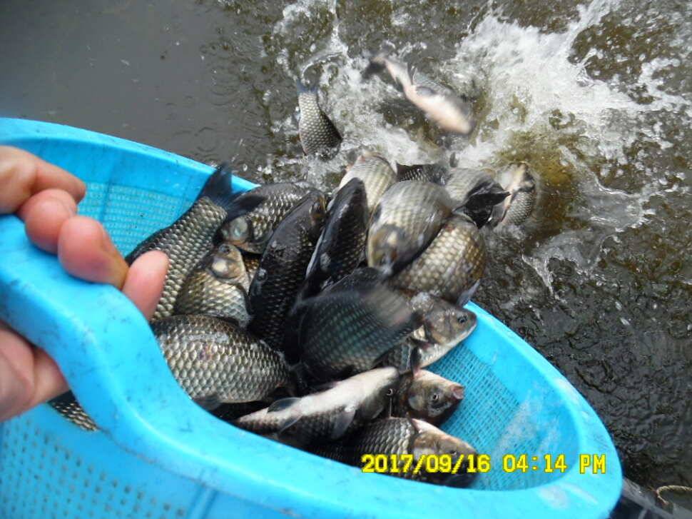 경주동산낚시터 월척이 마리수로 터졌습니다 (유료터정보 - 유료터점주조황)