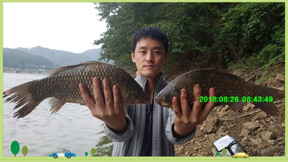 신원낚시터 8월 넷쨋주 토종 덩어리 소식입니다 (유료터정보 - 유료터점주조황)