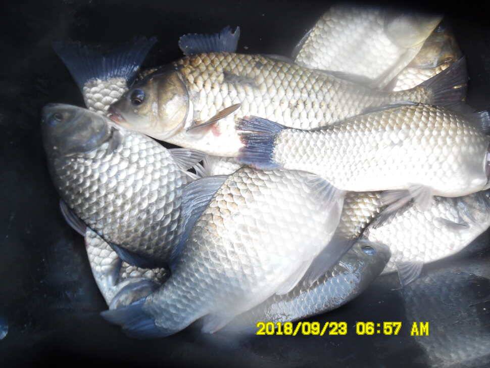 경주 동산낚시터 지난주 조황 (유료터정보 - 유료터점주조황)