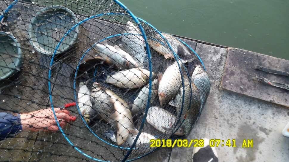 반제지 조황정보입니다 (유료터정보 - 유료터점주조황)