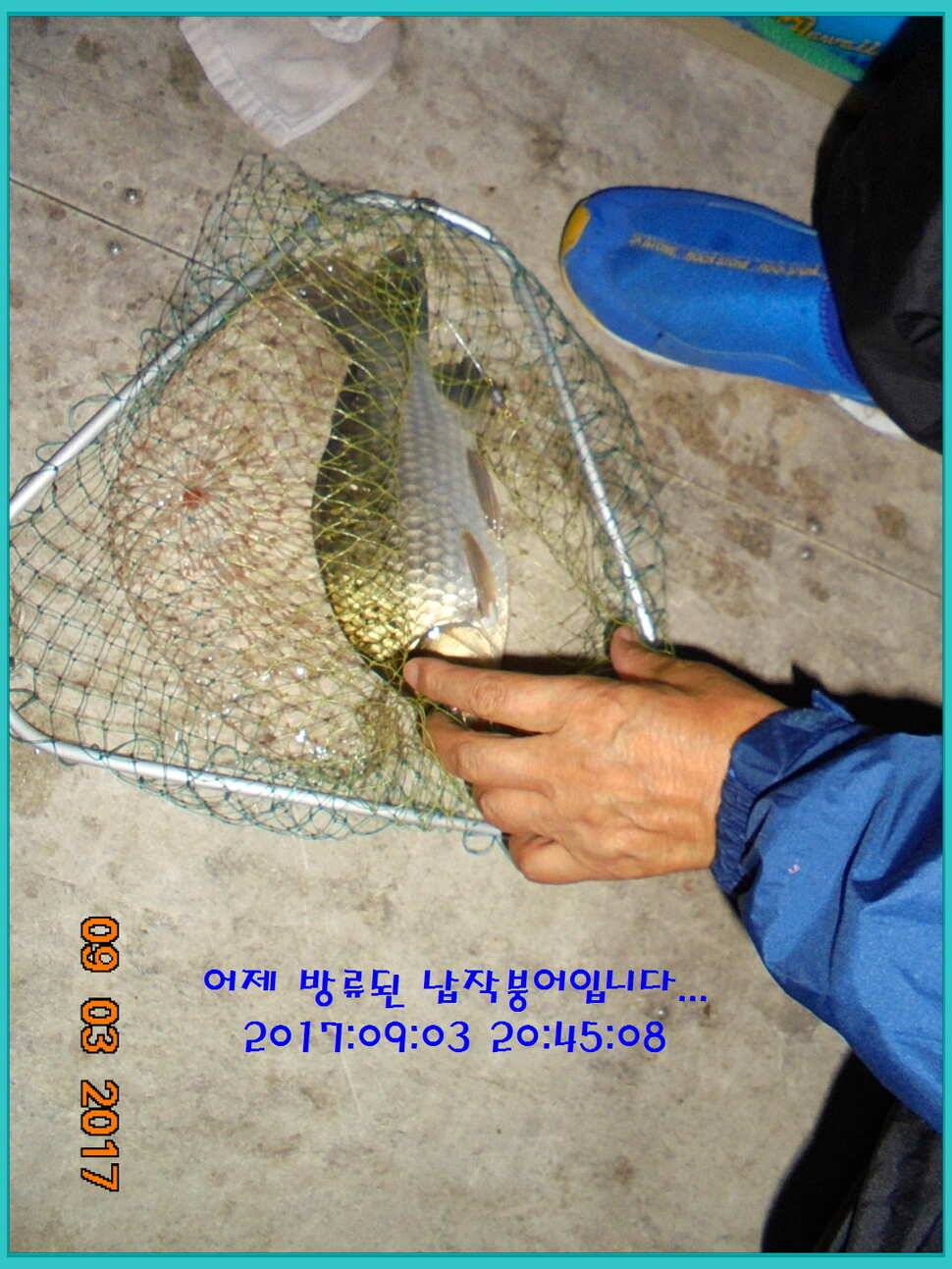 도심속의 작은 쉼터 화성 관리 낚시터입니다Dae Bak 예감 (유료터정보 - 유료터점주조황)