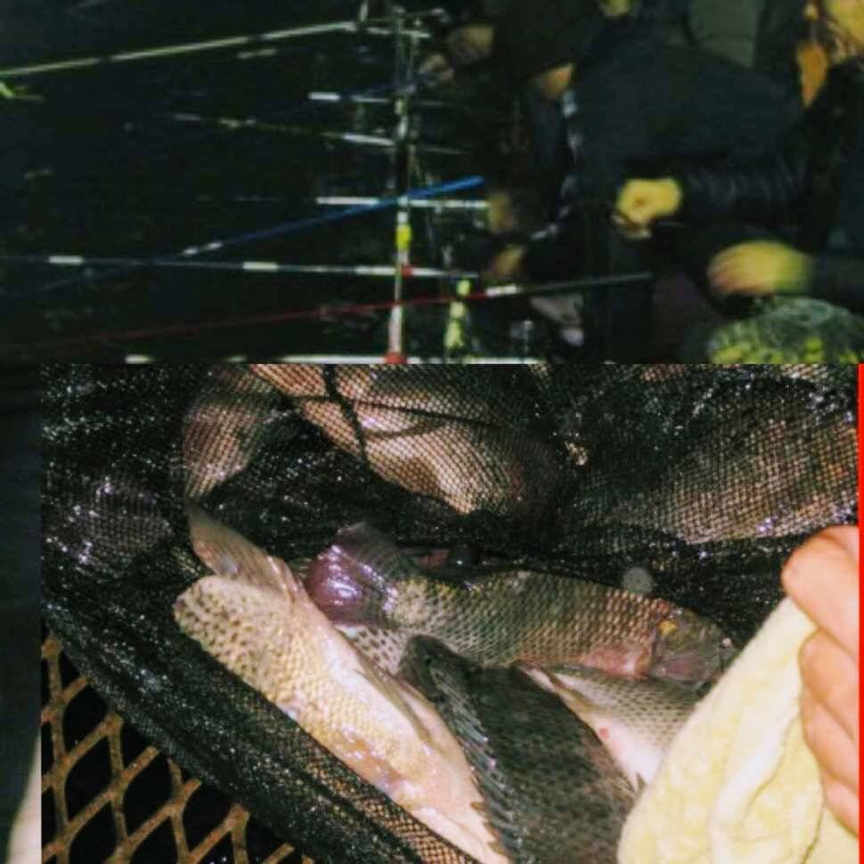 망상 (유료터정보 - 유료터점주조황)