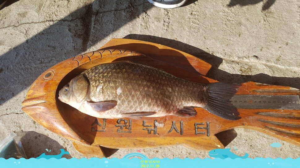 신원낚시터 11월 마지막주 조황소식과 방류 동영상 입니다 (유료터정보 - 유료터점주조황)