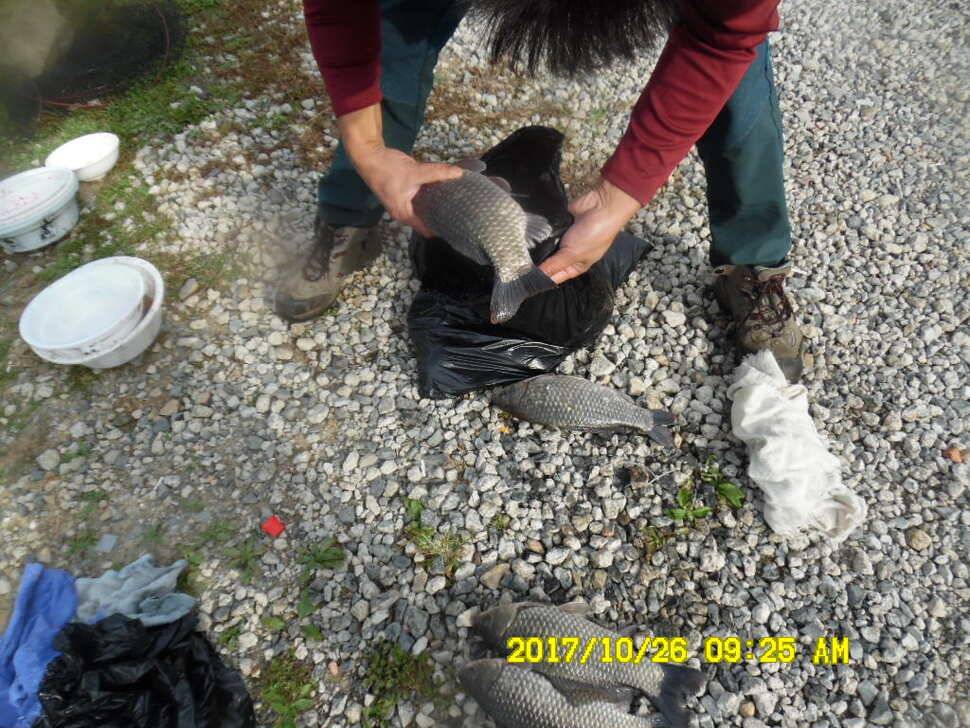 경주 동산낚시터 의 꾸준한 조황 (유료터정보 - 유료터점주조황)