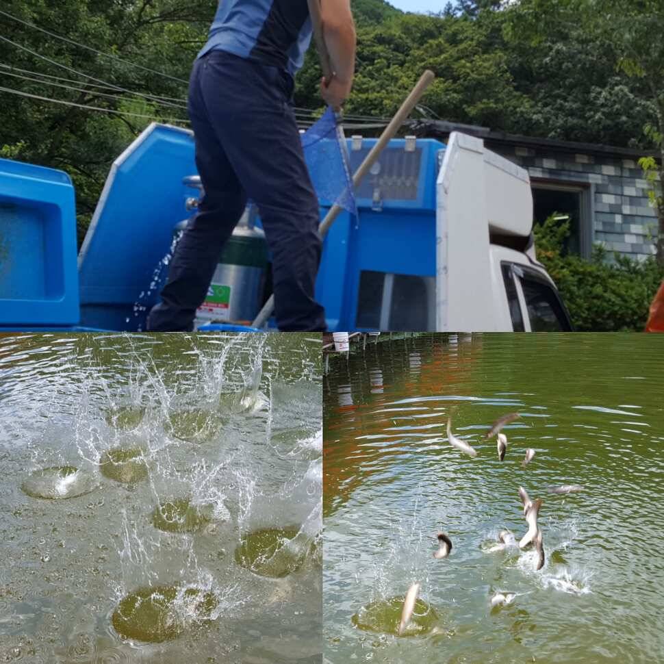 삼복 아닌 사복 (유료터정보 - 유료터점주조황)