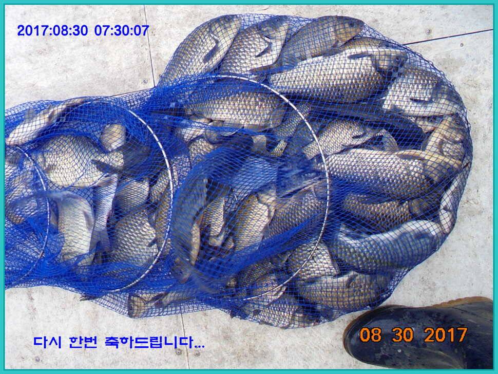 도심속의 작은 쉼터 화성 관리 낚시터입니다 (유료터정보 - 유료터점주조황)